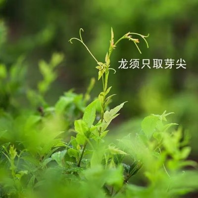 新茶上市，现在品饮来凤藤茶再好不过图3